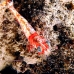 shrimp_hingebeak_nus_v_0705_png1779.jpg